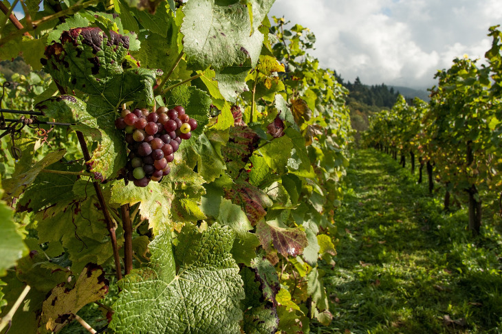 Vigne chateau